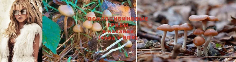 Галлюциногенные грибы Psilocybe  Печора 